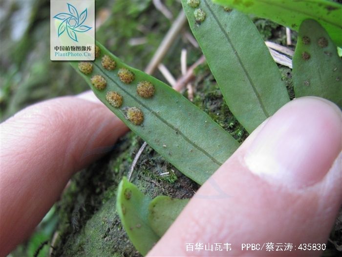 lepisorus paohuashanensis