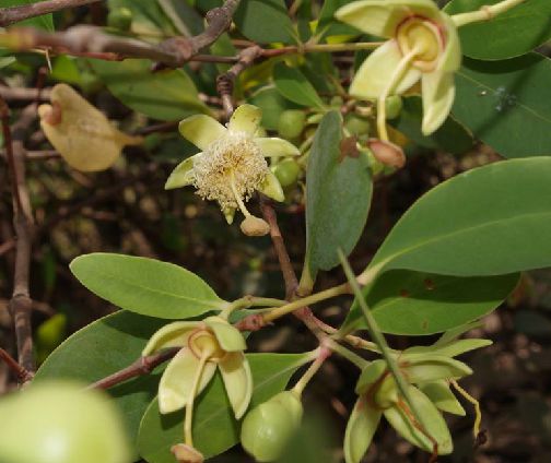  p>无瓣海桑(学名: i>sonneratia apetala /i>  buch.-ham. a>.