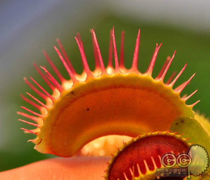  p> a target="_blank" href="/item/齿状捕蝇草/15832632" data