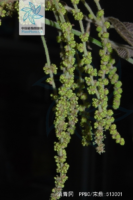 cyclobalanopsis glaucoides schottky