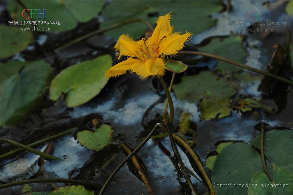  p>水金莲花,别名: a href="#" data-lemmaid="22953">金莲花 /a>