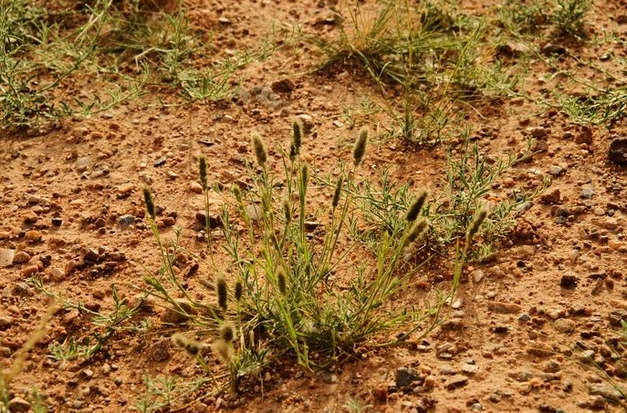  p>糙隐子草(学名: i>cleistogenes squarrosa /i> (trin.