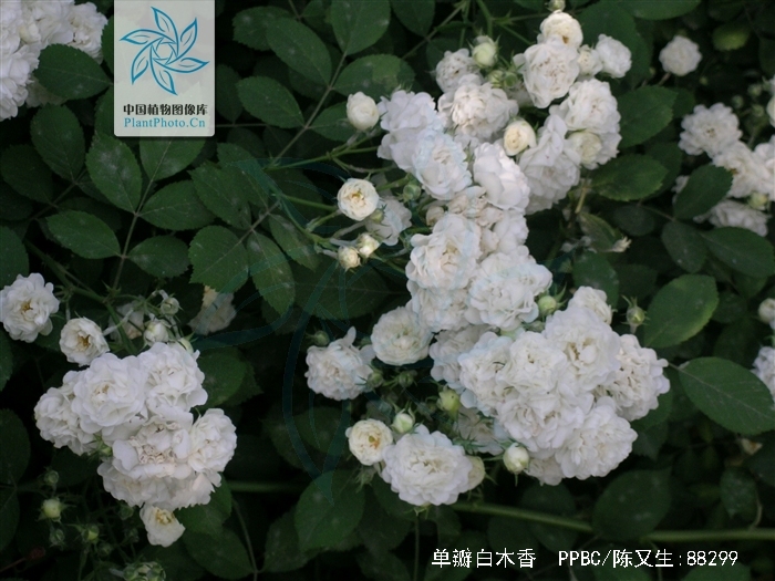  p>单瓣白木香(学名:rosa banksiae ait. var.