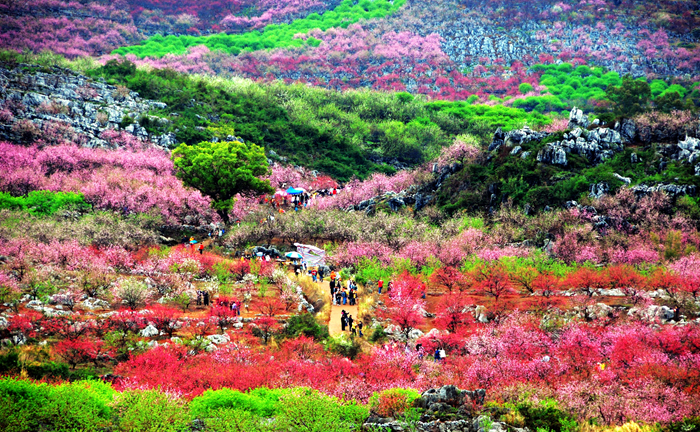恭城桃花节