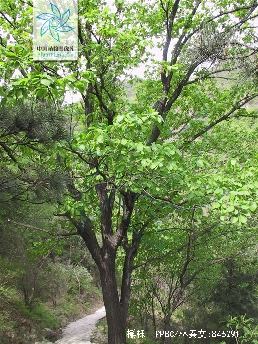  p>槲栎(拉丁学名: i>quercus aliena  /i>bl.