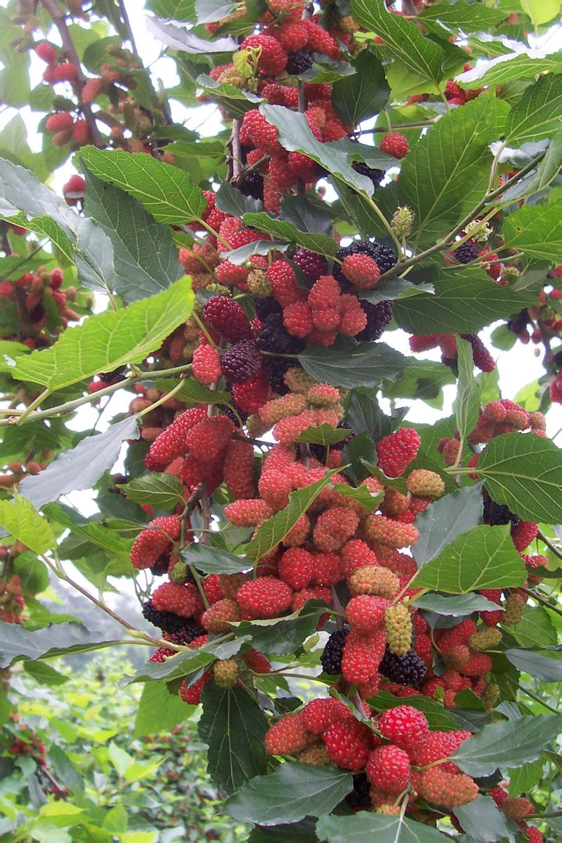  p data-id="gnwm9or240">花都宝桑园位于广州市花都区缠岗村山前大道