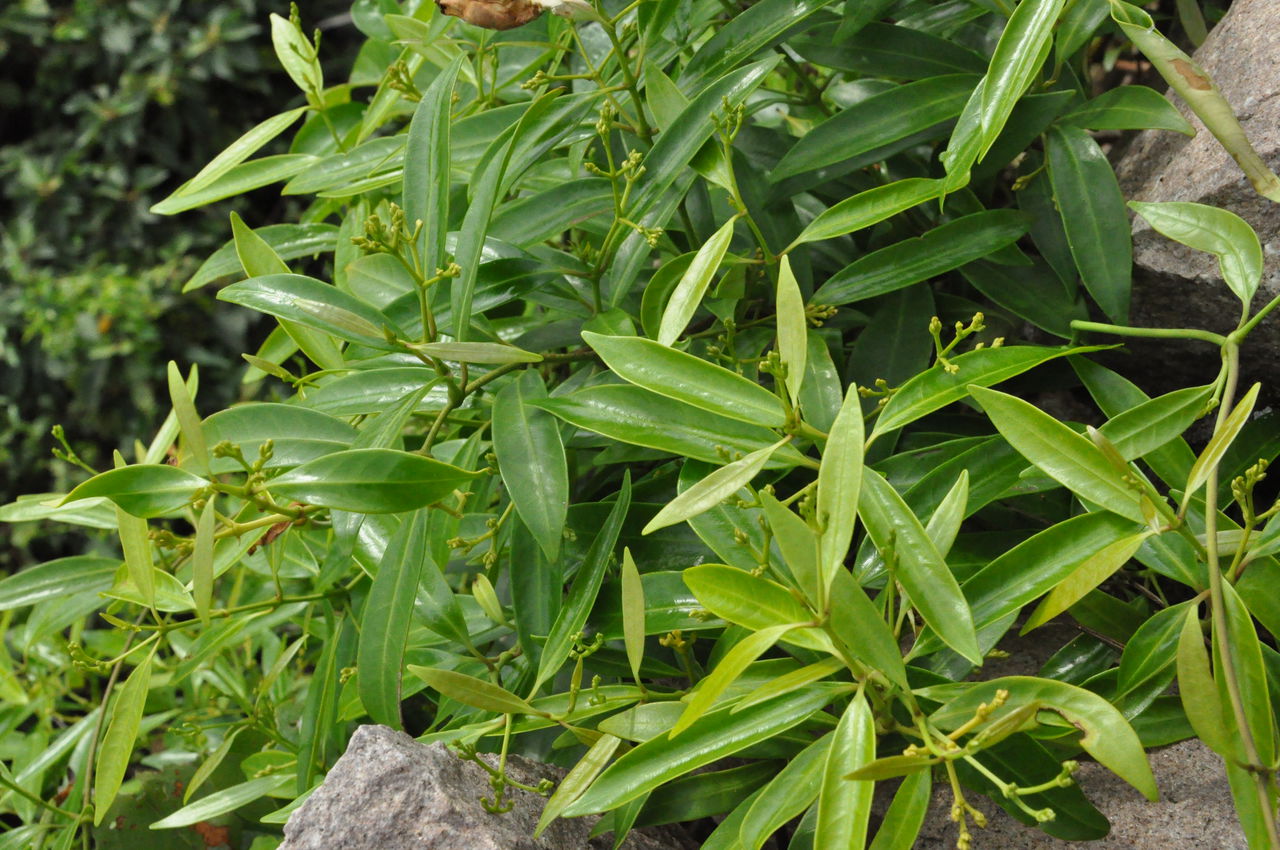 anodendron benthamianum hemsl.