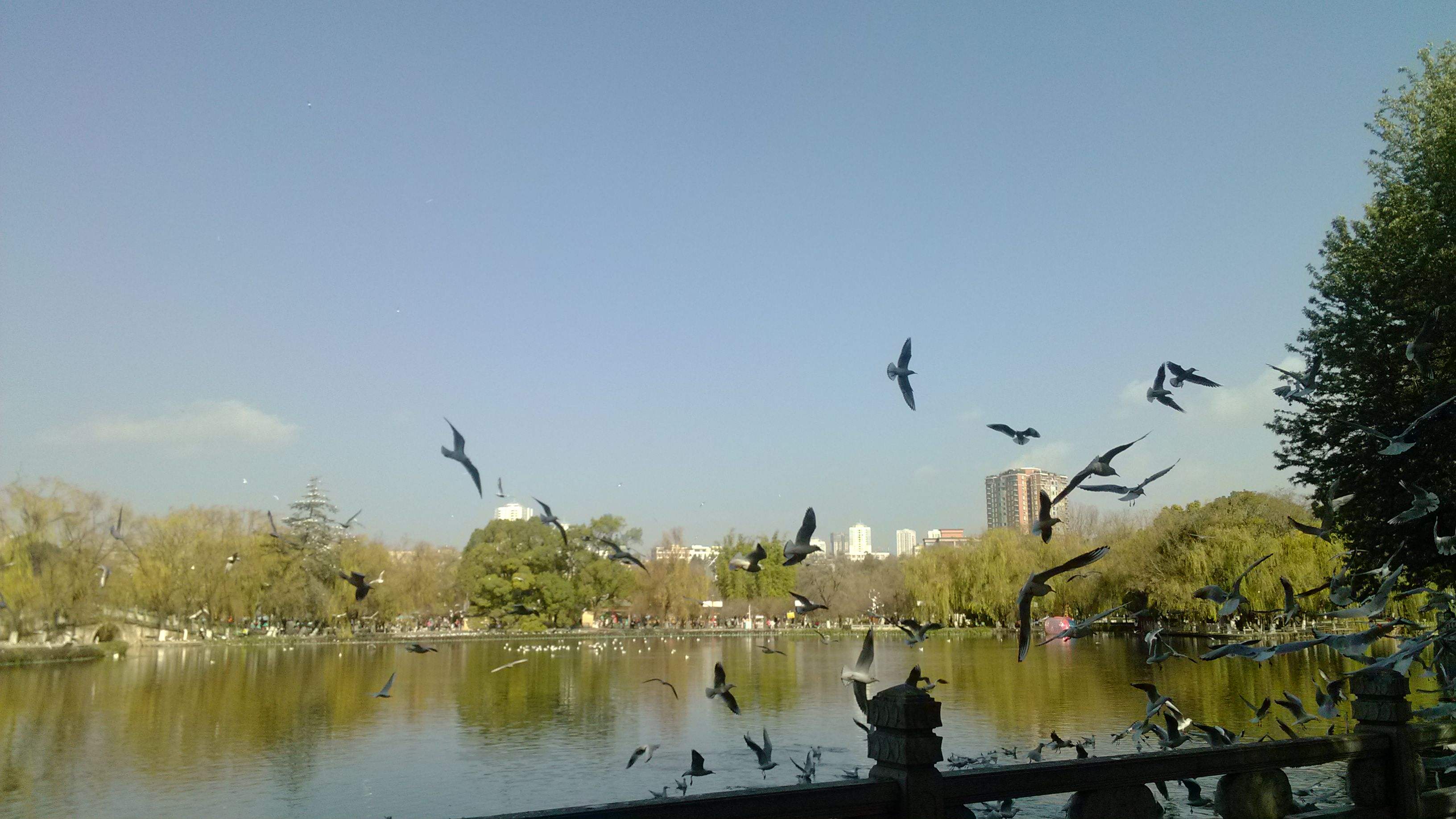 昆明10大免费公园(昆明一日游的最佳攻略)