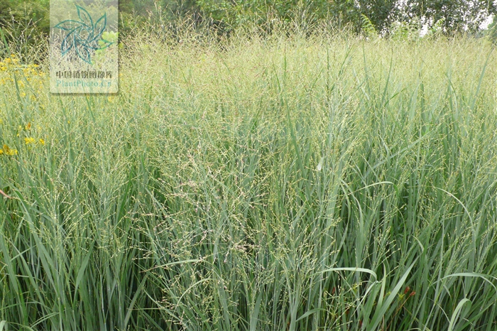  p>柳枝稷( i>panicum virgatum  /i>l i>. /i>)禾本科多年生草本.