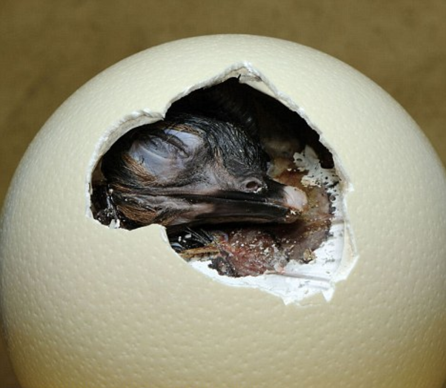  p data-id="go0n2t87w0">卵生动物(ovipara)是指用产卵方式繁殖的