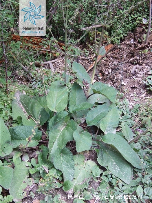 salvia przewalskii maxim.