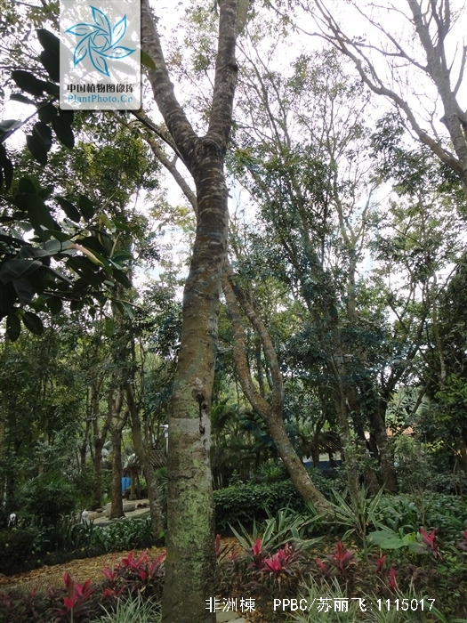  p>非洲楝(学名: i>khaya senegalensis /i> (desr.) a. juss.