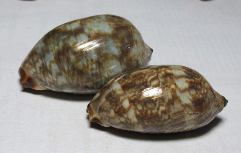  p>龟背宝螺(学名:cypraea decipiens)是 a target