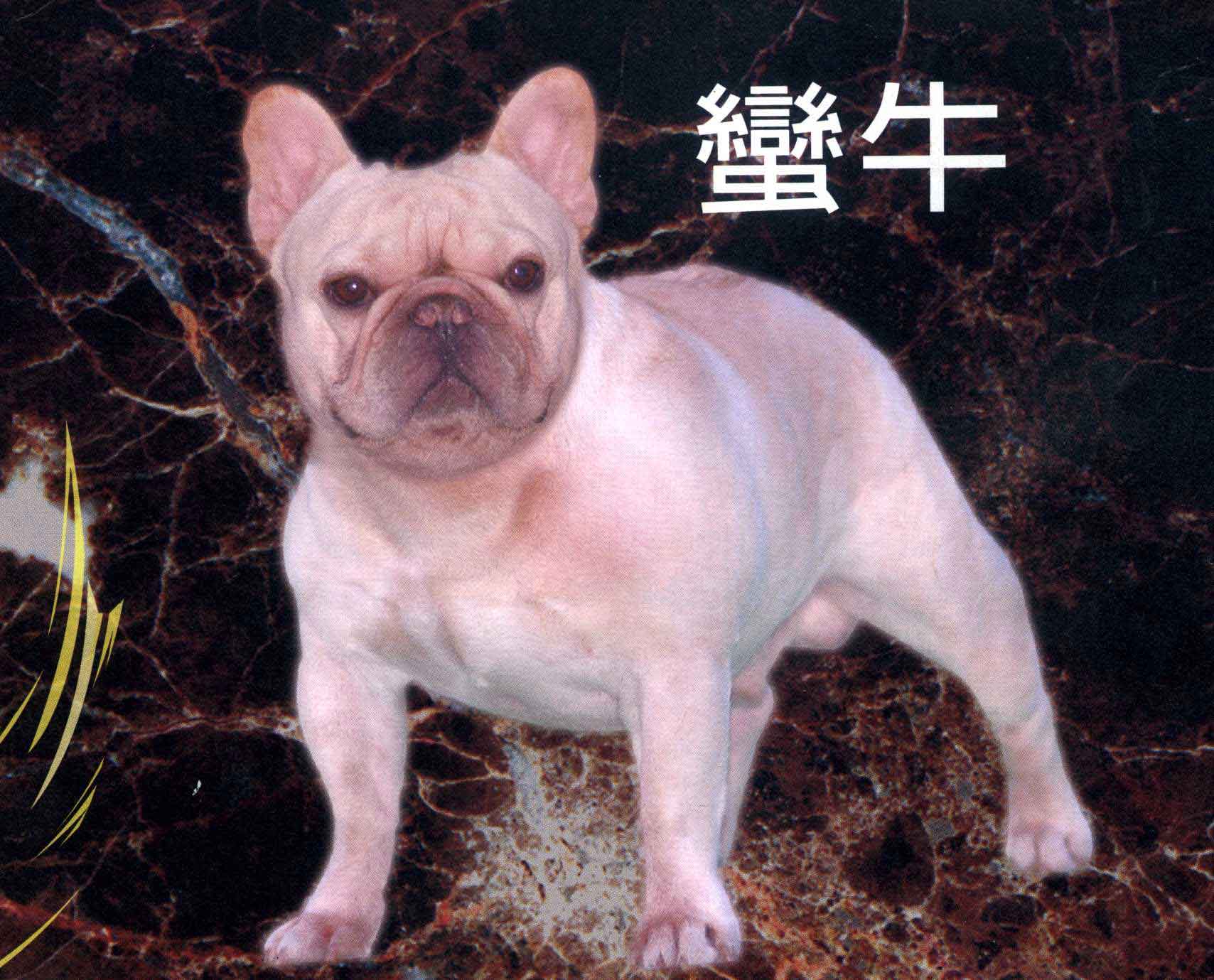 斗牛犬bulldog