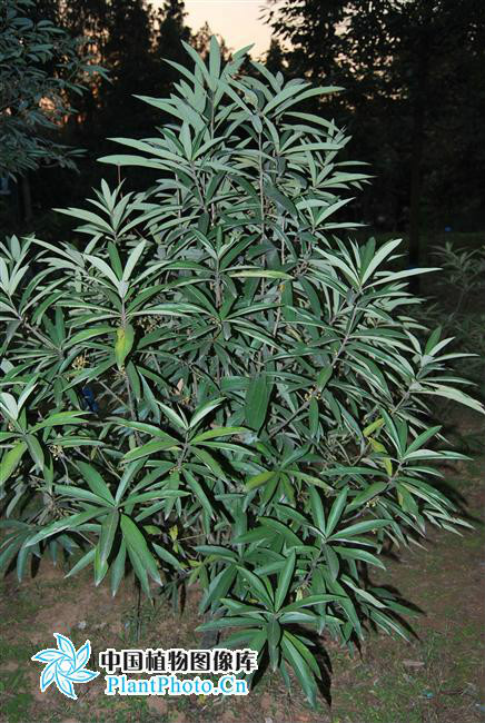 actinodaphne omeiensis (liou) c. k. allen