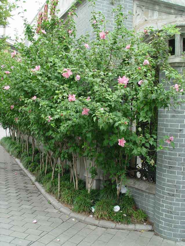  p>木槿属(学名: i>hibiscus zhu.