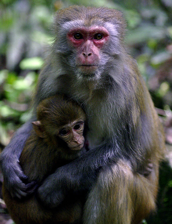 是典型的猕猴属动物,主要特征是尾短,具 a href="#" data-lemmaid="