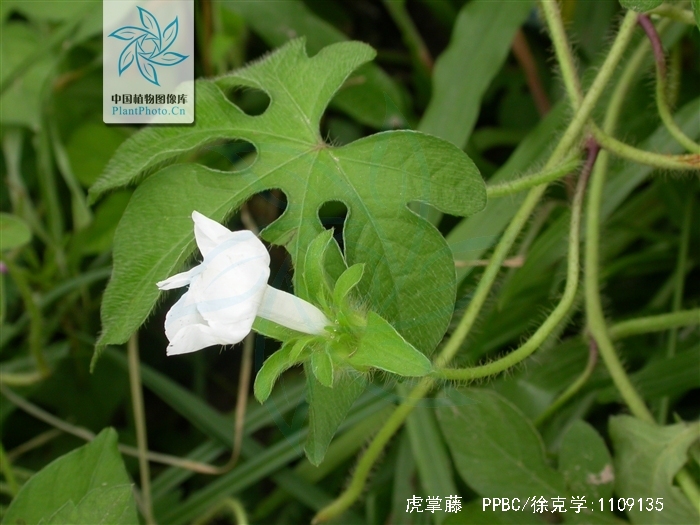  p>虎掌藤(学名: i>ipomoea pes-tigridis l.