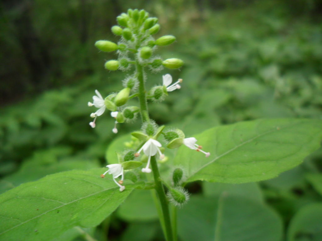 circaea cordata royle