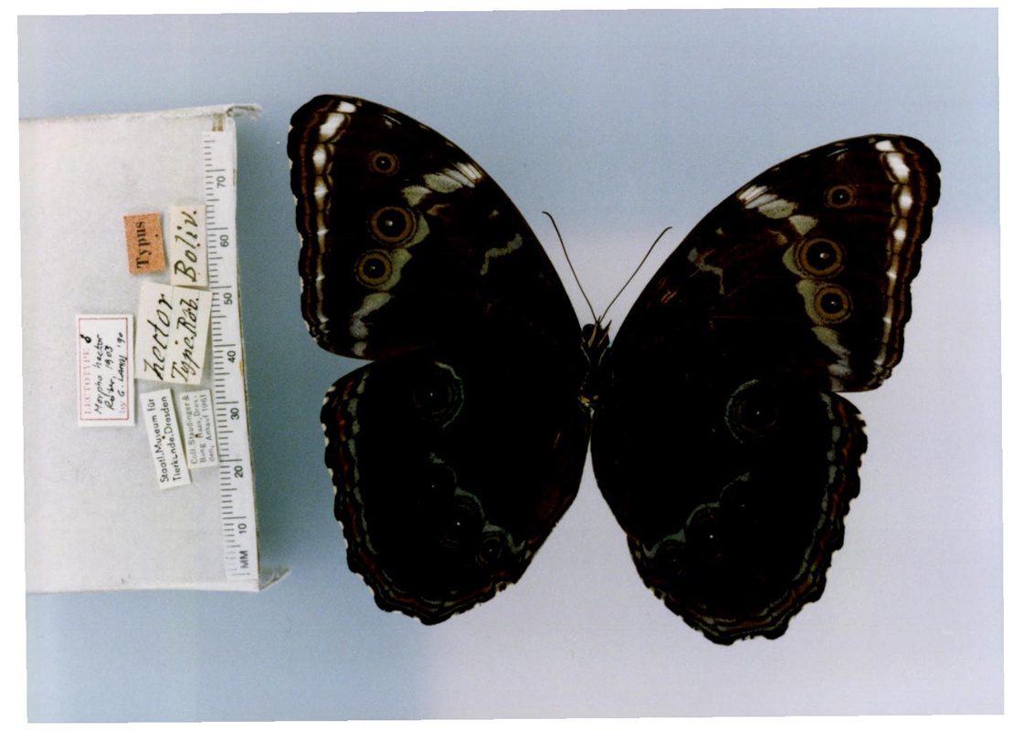 morpho helenor leontius