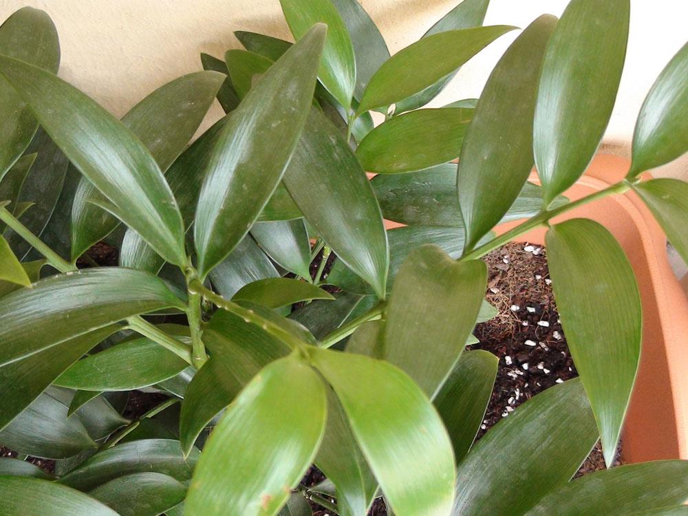  p>长叶竹柏(学名: i>nageia fleuryi /i> (hickel) de laubenfels)是