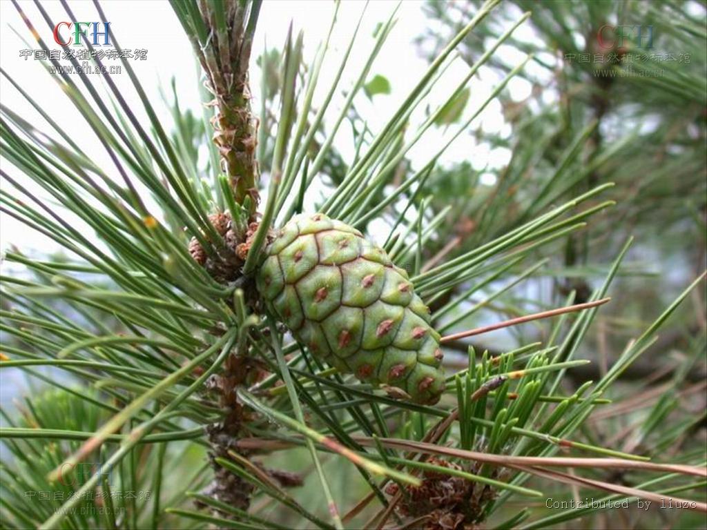  p>油松(学名: i>pinus tabuliformis /i> carr.