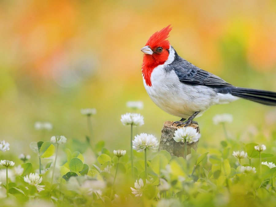  p>冠红蜡嘴鹀(paroaria coronata),又名冠红蜡嘴雀,是一种裸鼻雀.