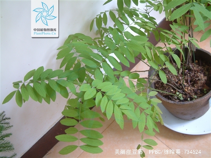 美丽崖豆藤