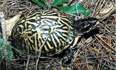  p>佛罗里达箱龟(terrapene carolina bauri)产于 a