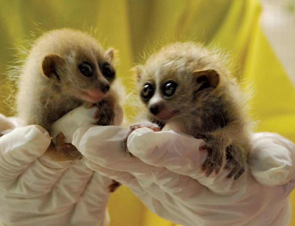  p>倭蜂猴(学名: i>nycticebus pygmaeus /i>),别称小蜂猴,小懒猴,风