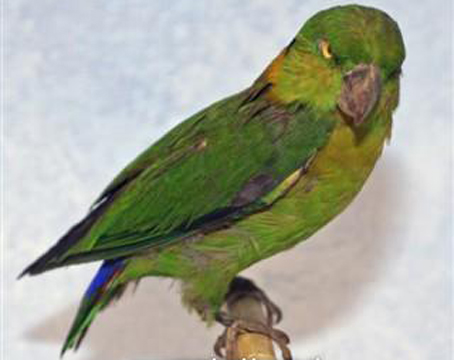 black-collared lovebird