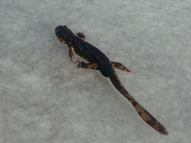 属有尾目,钝口螈科.