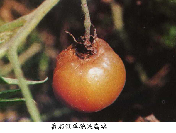 番茄假单胞果腐病