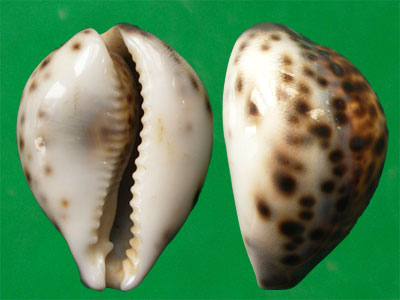 cypraea tigris
