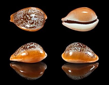  p>兰福宝螺(学名:austrasiatica langfordi langfo