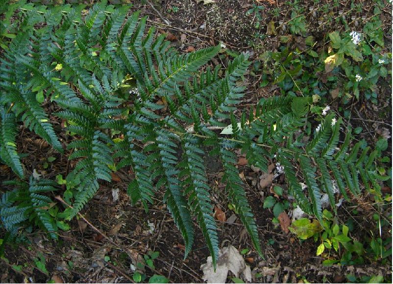  p>太平鳞毛蕨是鳞毛蕨科 a href="#" data-lemmaid="2864823">鳞毛蕨