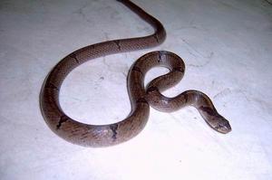  p>中国小头蛇(拉丁名 i>oligodon chinensis /i>),俗称秤杆蛇,游蛇科