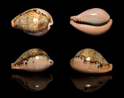  p>玉女宝螺(学名:austrasiatica hungerfordi hungerfordi)是 a href