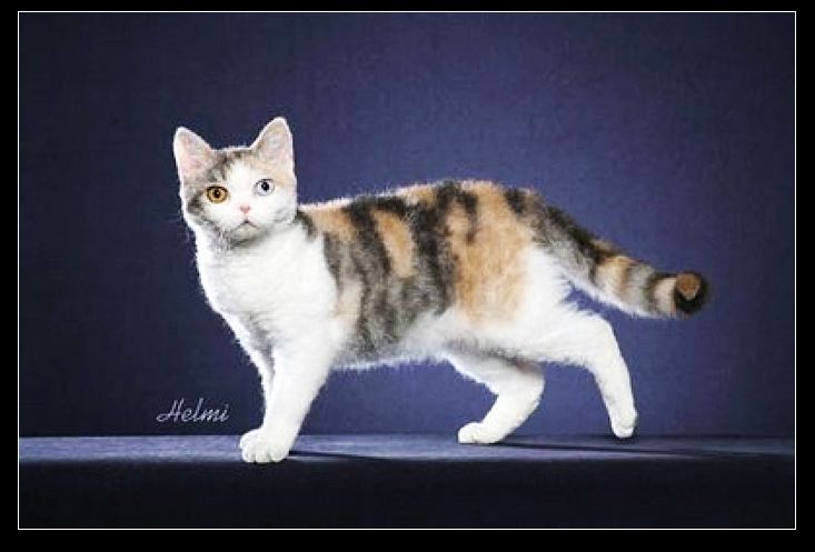 美国硬毛猫