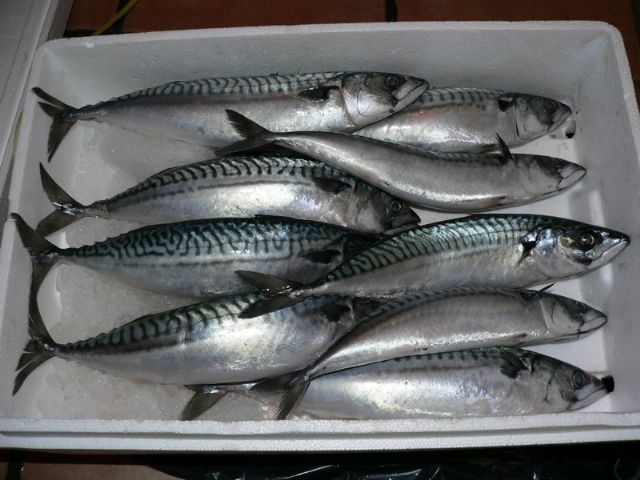 鲭, a target="_blank" href="/item/青花鱼/7728003" data