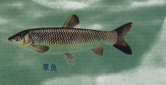 混子