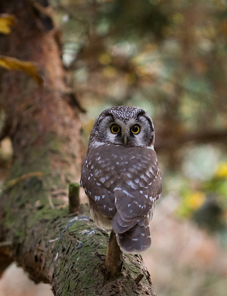 p>鬼鸮指名亚种(学名:aegolius funereus funereus)是鸟纲鸱鸮科的 a