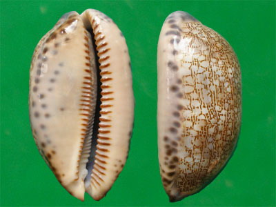  p>花枕宝螺(学名:mauritia eglantina)是 a href="#">腹足纲 /a> a