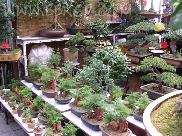 西三教花卉市场