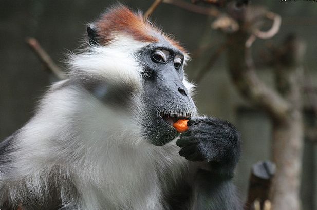  p>白颈白眉猴是一个物种,外文名white-collared mangabey, collared