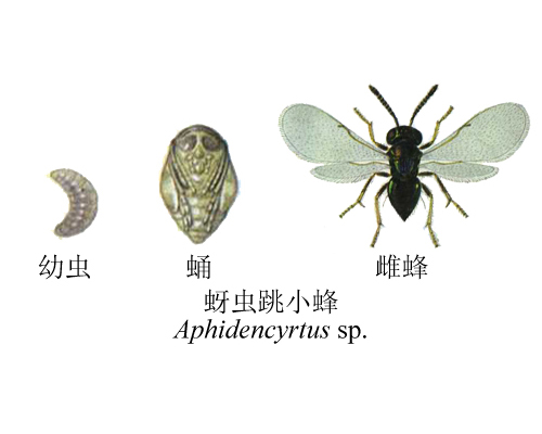 us(mayr)是膜翅目 a target="_blank" href="/item/跳小蜂科/6264556"