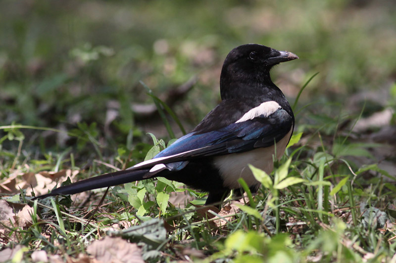 ="#">雀形目 /a>鸦科的 a href="#" data-lemmaid="278334">鸟类 /a>