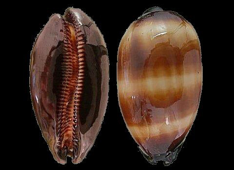  p>酒桶宝螺(学名:talparia talpa talpa)又名是 a href="#" data