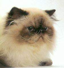 喜马拉雅猫