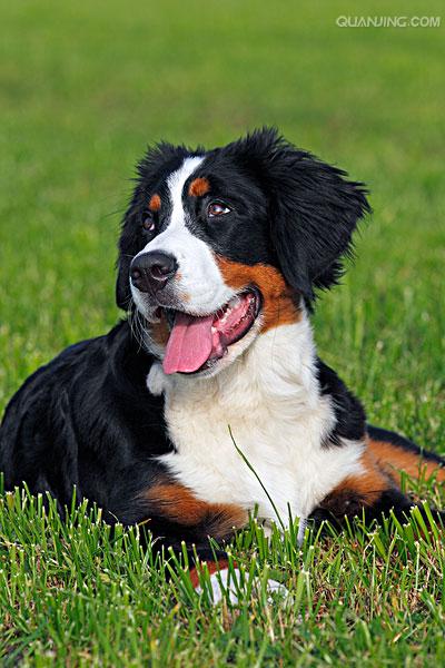 bernesemountaindog